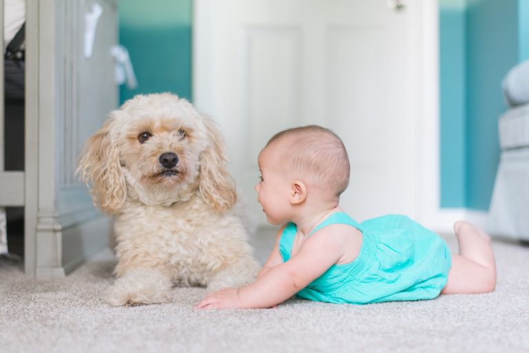 How To Introduce Your Dog To A New Baby
