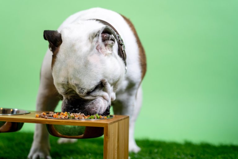 The Pros And Cons Of Raw Food Diets For Dogs