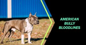 American Bully Bloodlines