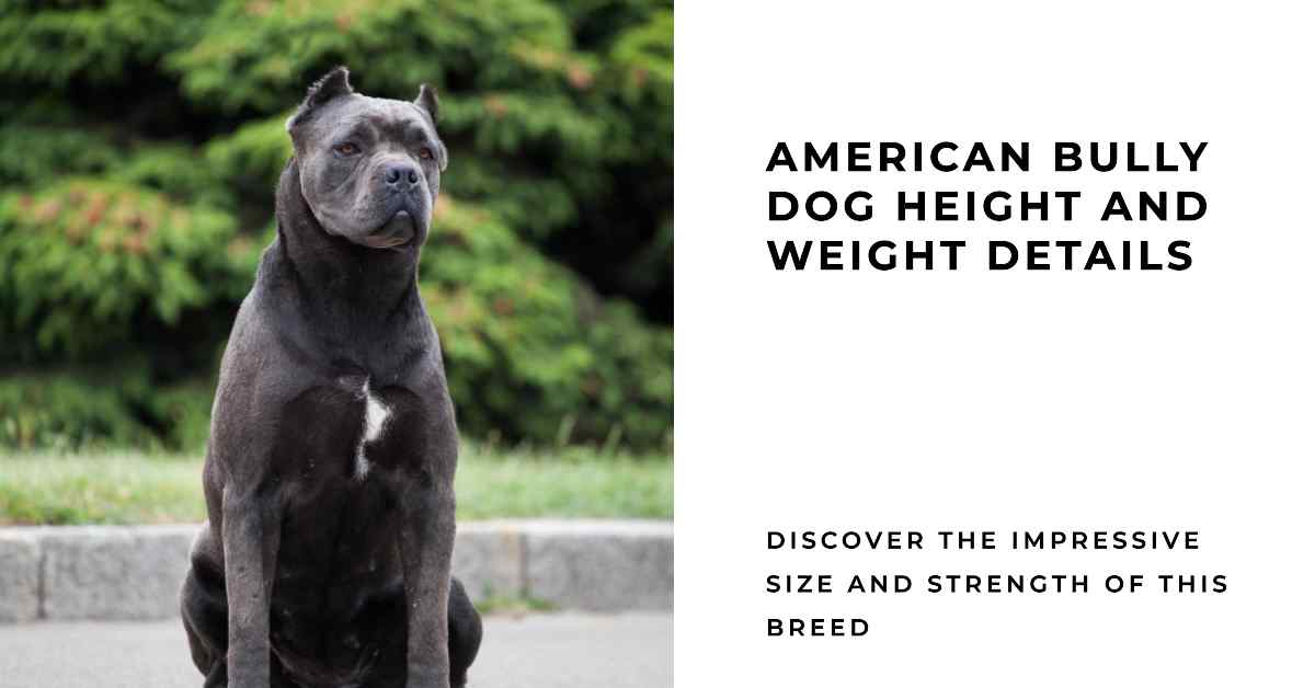 American Bully Dog Height And Weight Details