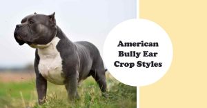 American Bully Ear Crop Styles Facts