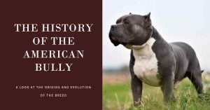 American Bully History