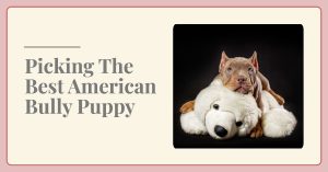 Picking The Best American Bully Puppy