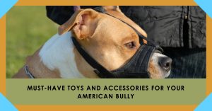Essential Toys and Accessories for Your American Bully
