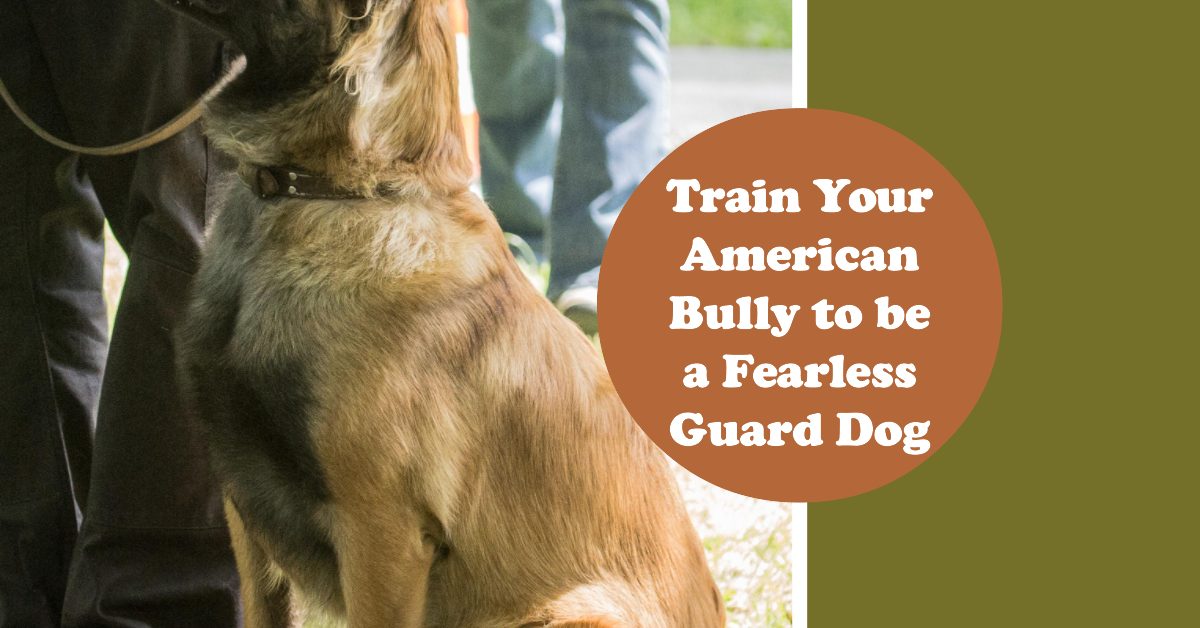 How to Train an American Bully as a Guard Dog