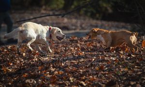canine sensory perception explained